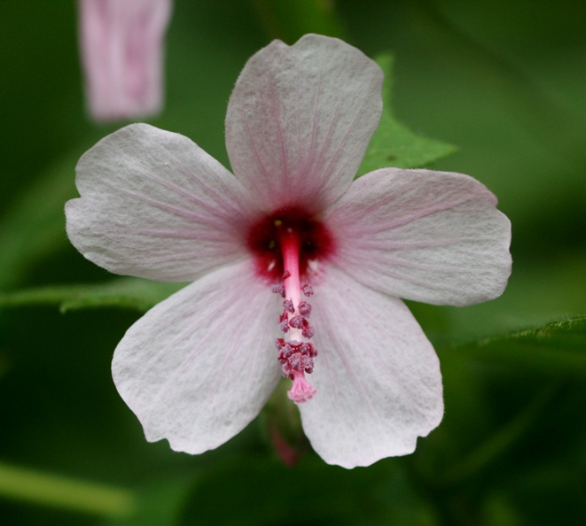 hibiscus